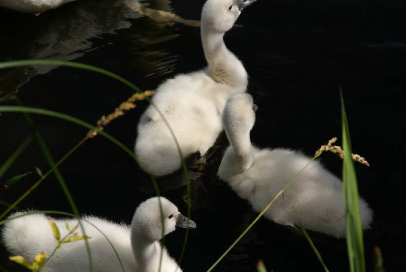 Schwaene auf der Sauer Bild Nr.029